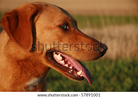 Head shot portrait of a blue eyed yellow dog panting on a hot day