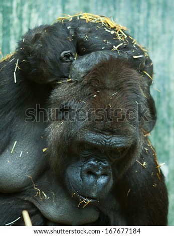 mother gorilla with sleeping baby