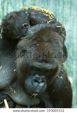 baby gorilla sleeping on mums back