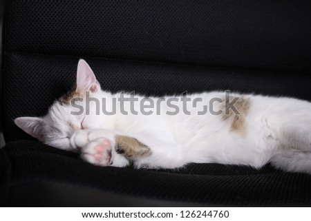 White cat sleeping on chair