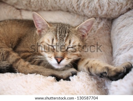 Cute sleeping cat