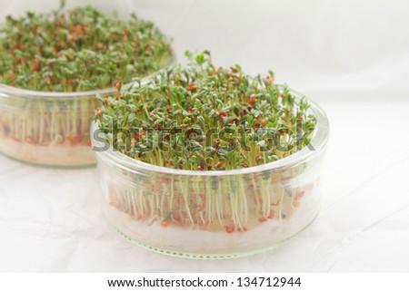 Green fresh garden cress sprouts
