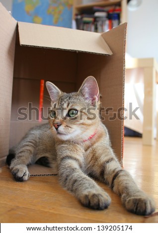 Young tabby cat in cardboard box