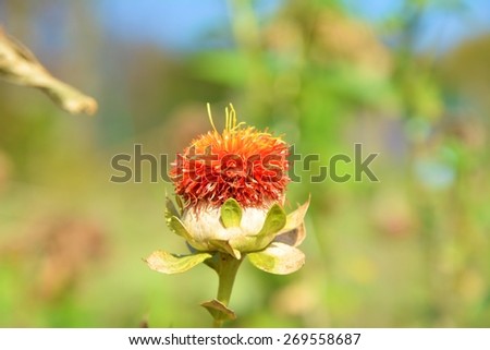 Close up of orange safflower. Flower used traditionally for dying and oil production