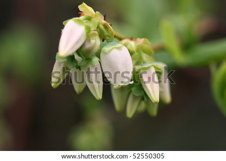 Northern highbush blueberry white flowers and buds - close up