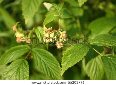 Small raw raspberries on wild shrub