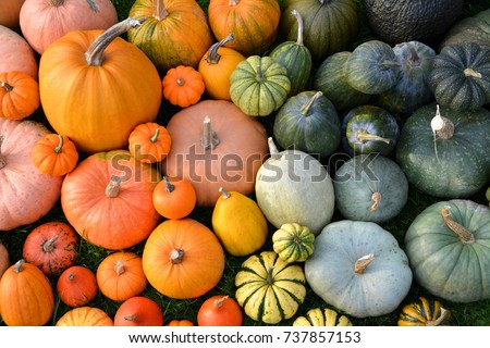 Similar – Image, Stock Photo Hokkaido Pumpkins