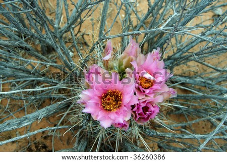 Desert flowers near Moab, Utah, USA