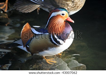 male Mandarin duck sits in a pond seen from the side