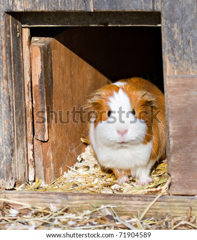 red and white guinea pig welcomes visitors at the gate of it\'s home