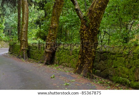 wet, green country road with moss covered dry stone framed by sycamore trees set in the woods