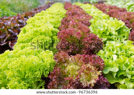 colorful rows of different kind of lettuce planted in garden