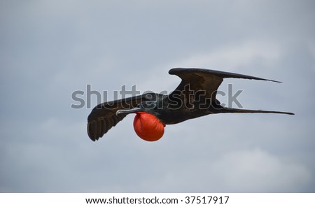 Similar – Image, Stock Photo Flying male frigate bird in the Galapagos Islands