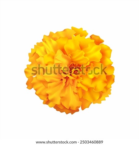 Marigold (zendu) flower isolated on white. Vector illustration.