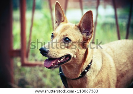 portrait of a dog with a collar