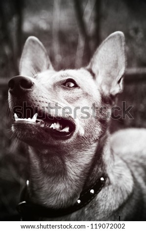 Portrait of a dog with a collar
