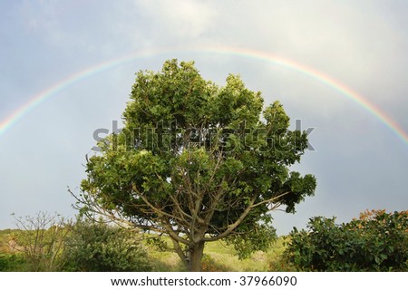 Bright rainbow in blue sky over solitary tree
