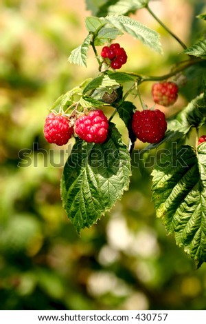 Raspberries on a bush
