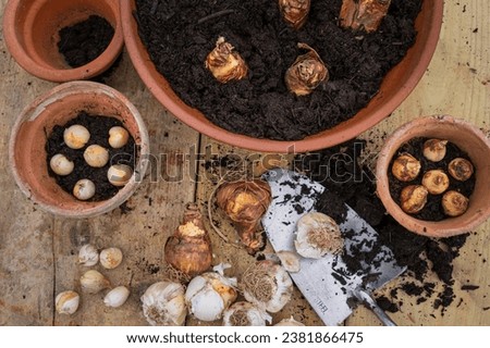 Similar – Image, Stock Photo Spring bulbs ready for transplanting. Gardening concept. Easter concept.