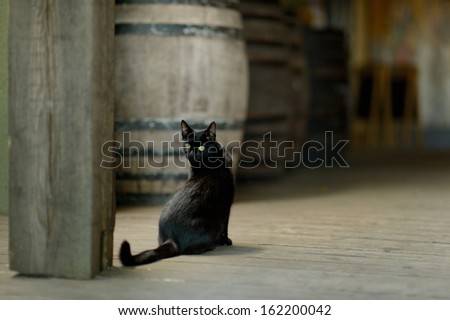 Black cat with yellow eyes in an old winery
