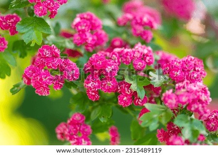 Similar – Image, Stock Photo Bush hawthorn with flowers and buds