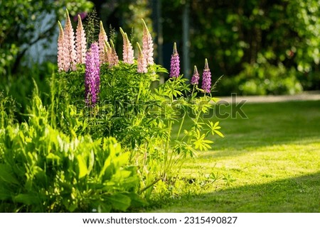 Similar – Image, Stock Photo lupine Lupin Flower Plant