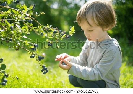 Similar – Foto Bild Junge pflückt frische bio Himbeeren