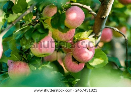 Similar – Image, Stock Photo apple orchard Plant Summer