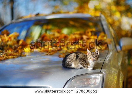 Cat sitting on a car on sunny autumn day