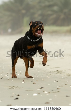 AGGRESSIVE ROTTWEILER DOG (THE DOG WAS RUNNING, IN FACT THIS BREED IS NOT AGGRESSIVE AT ALL)