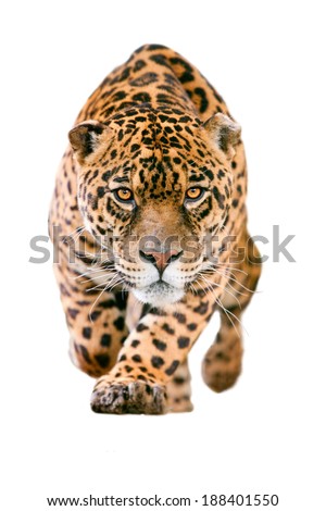 LARGE JAGUAR MALE PERFORMING AN ATTACK, WITH HIS FEROCIOUS LOOK STRAIGHT TO YOUR EYES ISOLATED ON WHITE