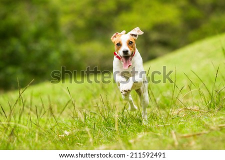 JACK RUSSELL PARSON TERRIER RUNNING TOWARD THE CAMERA, LOW ANGLE HIGH SPEED SHOT