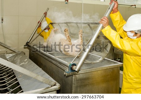 WORKERS REMOVING A PIG CARCASS FROM SCALDING TUB USING HUMAN POWER, OPERATION MEANT TO SOFTEN THE ANIMAL HAIR FOR EASIER REMOVAL