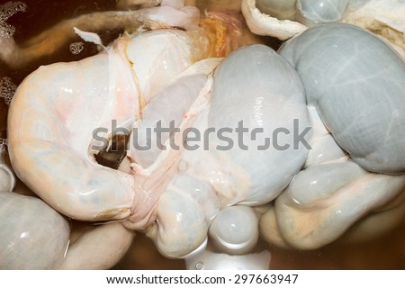 CATTLE INTESTINES RESTING IN COLD WATER PRIOR TO CLEANING OPERATION IN SLAUGHTERHOUSE CLEANING ROOM