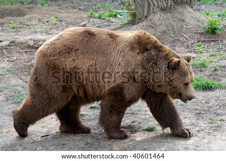 THE BROWN BEAR (URSUS ARCTOS), DISTRIBUTED ACROSS MUCH OF NORTHERN EURASIA AND NORTH AMERICA AND (WITH THE POLAR BEAR) IS THE LARGEST LAND-BASED PREDATOR ON EARTH