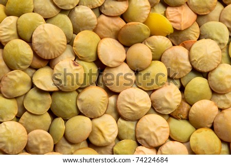 THE LENTIL, LENS CULINARIS, IT IS A BUSHY ANNUAL PLANT OF THE LEGUME FAMILY, GROWN FOR ITS LENS-SHAPED SEEDS