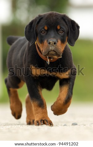 ROTTWEILER WALKING WITH GREAT CONFIDENCE SHOT FROM LOW ANGLE, SHALLOW DEPTH OF FIELD