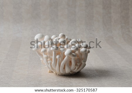 Mushrooms isolated on a  wallpaper background. Hypsizigus marmoreus.