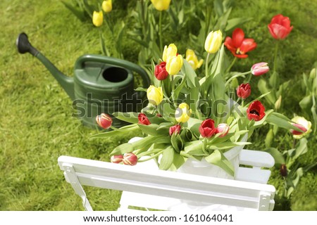 home garden tulips on a garden chair and a watering-can in the background