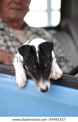 A small mixed breed puppy, predominantly a terrier, is peeping out of his masters blue pick up truck