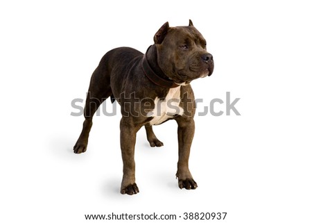 Beautiful pit bull strikes an outstanding pose. Isolated on white background.