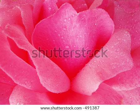 Simply Rose - Pink Monochrome flower detail for background or wallpaper