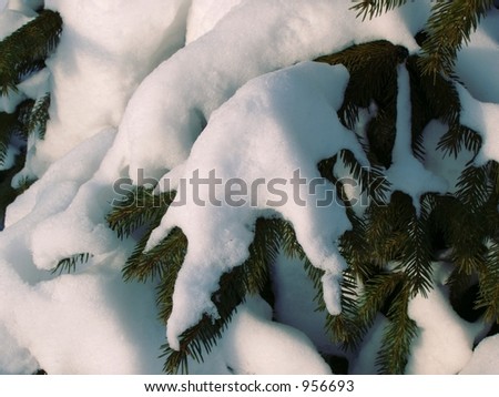 Winter Abstract Background - pattern with snow, spruce needles and cold, winter light