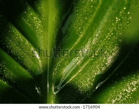 Magic Garden - Morning Dew - morning dew drops on green leaf and summer sun