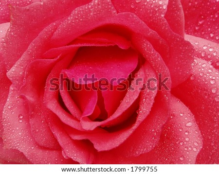 Pink Rose - Morning Rain - closeup of a pink rose