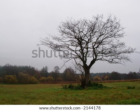 Autumn Landscape - lonely tree on swampy meadow