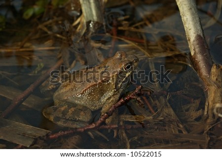 european common frog (Rana temporaria) in the wild stream - spring time