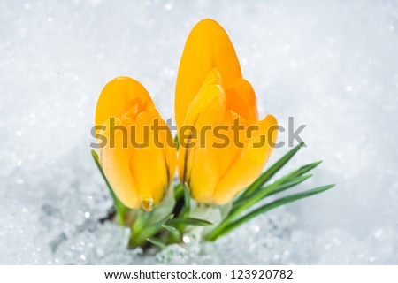 Two yellow crocus flowers in snow