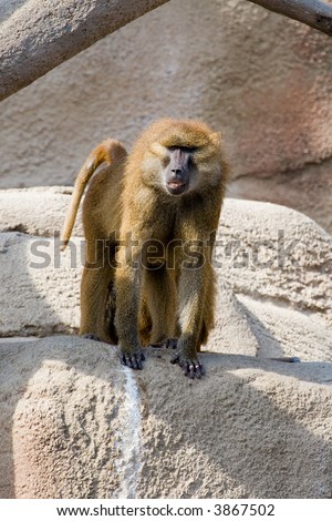 Shaggy brown African baboon standing on all fours on rock