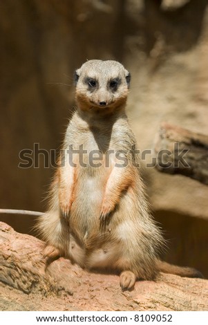 Standing African meercat brightly lit by sun